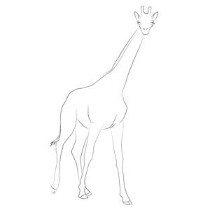 Tall giraffe